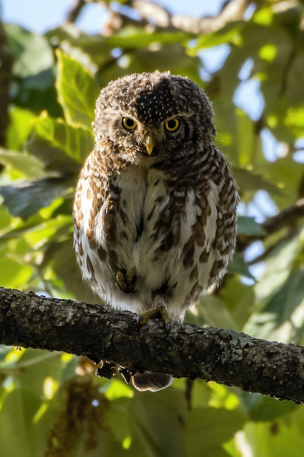 Collared owlet